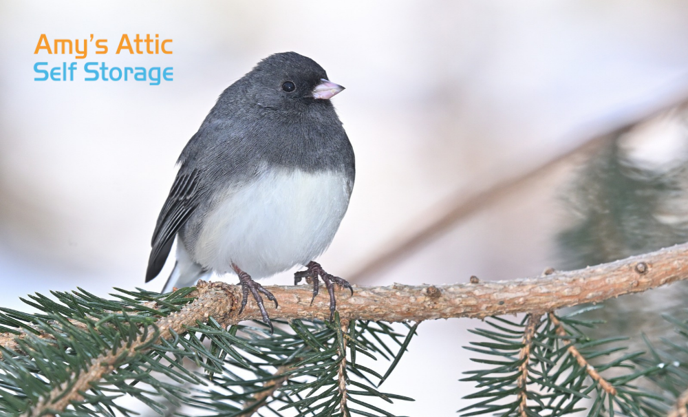 Dark-eyed junco perched on a snow-covered evergreen branch, representing winter weather and snowbirds in Central Texas.
